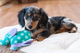 Puppy Basics Programs